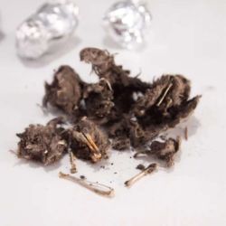 Owl Pellets, Pack 10