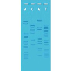 Edvotek® Ready-To-Load DNA Sequencing Kit