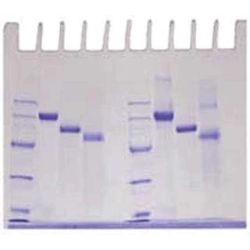 Edvotek® Determination of Protein Molecular Weight Kit