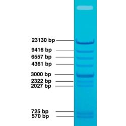 DNA Gel Markers: Standard DNA Fragments