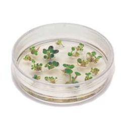 Introduction to Plant Cell Culture Kit