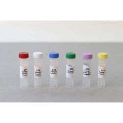 Replenisher Kit for Western Blot Kit BT150292