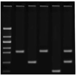  Edvotek® DNA Fingerprinting Using PCR Kit