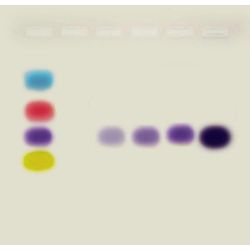 Edvotek® What Is PCR and How Does It Work? Kit