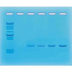 Amplification of DNA By PCR Kit