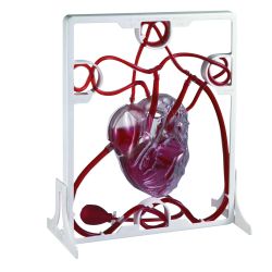 Pumping Heart Model