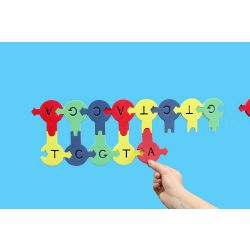 Demo DNA Nucleotides