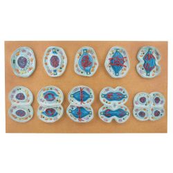 Meiosis Model, Unmounted