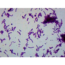  Prepared Slide, Bacillus Smear, Gram-Negative