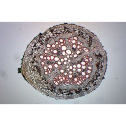 Prepared Slide, Old & Young Dicot Roots, CS