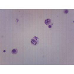 Prepared Slide, Human Chromosomes Male