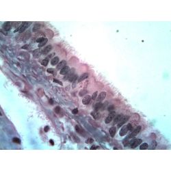 Prepared Slide, Epithelium Human Mouth Scrapings