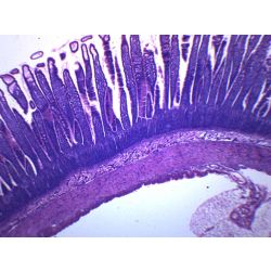 Prepared Slide, Epithelium Section