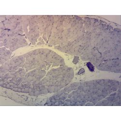 Prepared Slide, Non-Striated Muscle