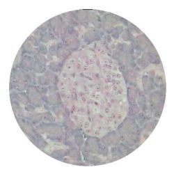 Prepared Slide, Islets of Langerhans and Exocrine Acini