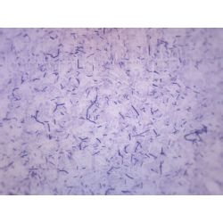 Prepared Slide, Bacillus Subtilis Gram Positive