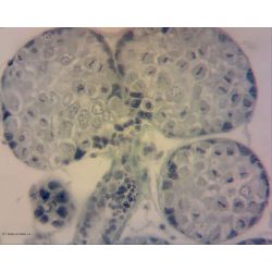 Slide Set, Mitosis & Meiosis