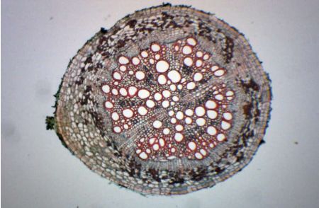 Prepared Slide, Old & Young Dicot Roots, CS