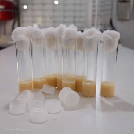 Ready Made Drosophila Tubes With Media