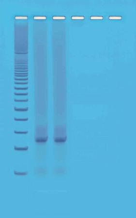 Quick PCR Kit