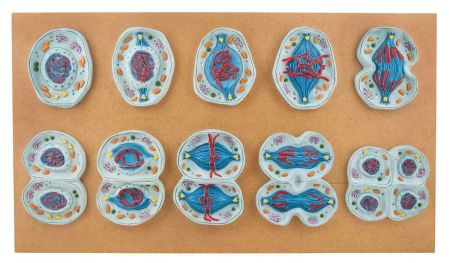 Meiosis Model, Unmounted