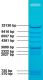 DNA Gel Markers: Standard DNA Fragments