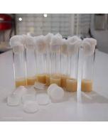 Ready Made Drosophila Tubes With Media