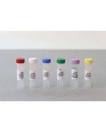 Replenisher Kit for Western Blot Kit BT150292