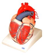 Heart Model, Giant, 7 Parts