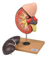 Kidney with Adrenal Gland Model, 2 Parts