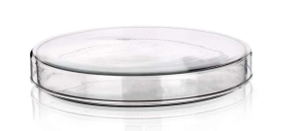 WF Education Group | Shop Petri dish, 60 mm x 12 mm, heat resistant ...