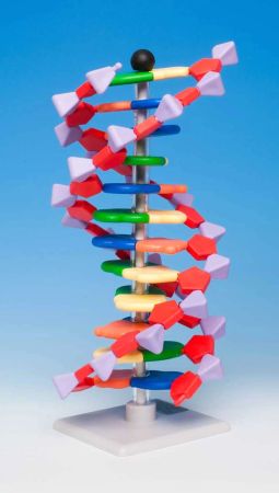 Mini DNA� Molecular Model Kit, 12 Layer